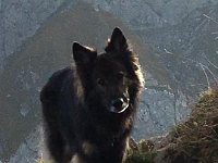 Shani